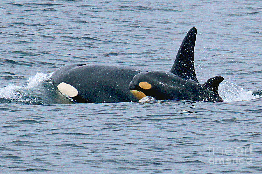 Whale Photograph - Killer Whale Mother and new born calf Orcas in Monterey Bay 2013 by Monterey County Historical Society