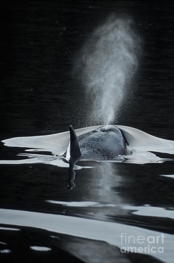 Killer Whale Orcinus Orcas Blowing Photograph by Ron Sanford