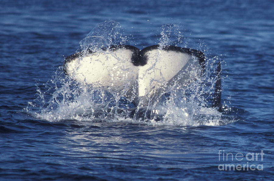Killer Whale Orcinus Orcas Diving Photograph by Ron Sanford