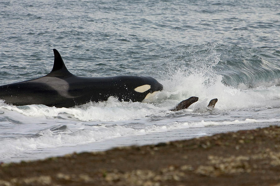 Killer Whale, Patagonia Photograph by Francois Gohier - Vwpics - Pixels