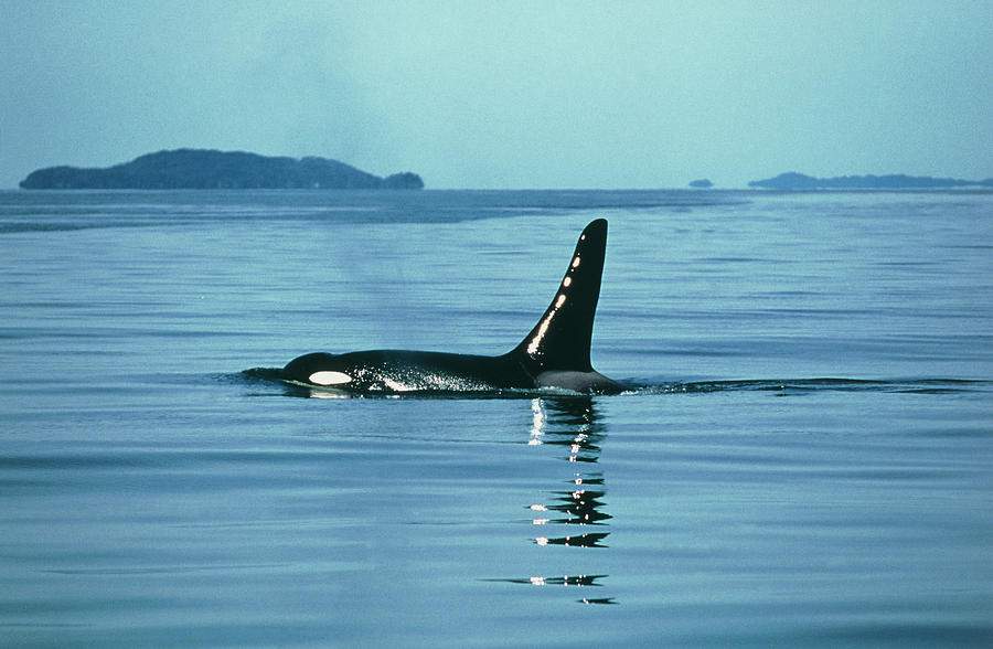Wildlife Photograph - Killer Whale by Peter Scoones/science Photo Library