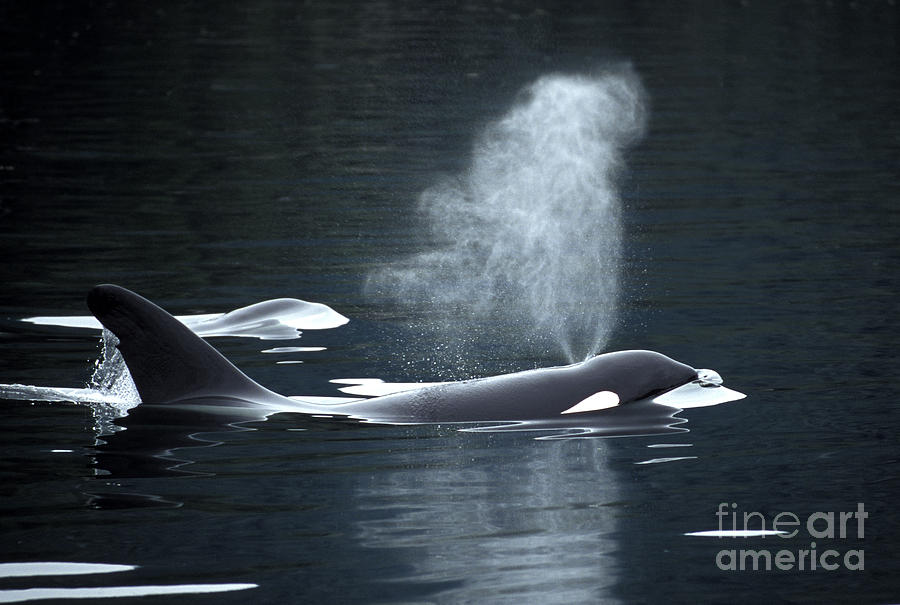 Killer Whale Photograph by Ron Sanford