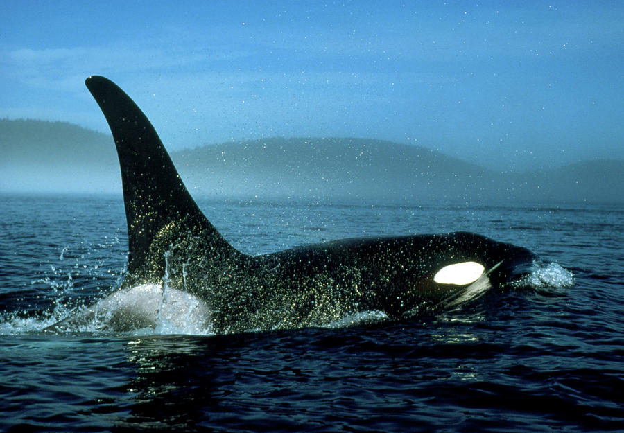 Wildlife Photograph - Killer Whale by William Ervin/science Photo Library