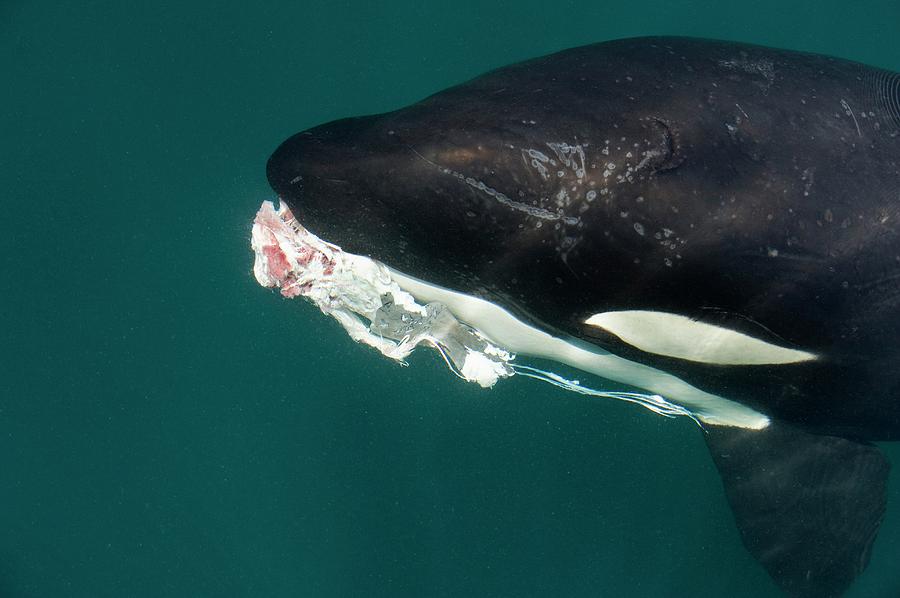 killer-whale-with-prey-photograph-by-christopher-swann-pixels