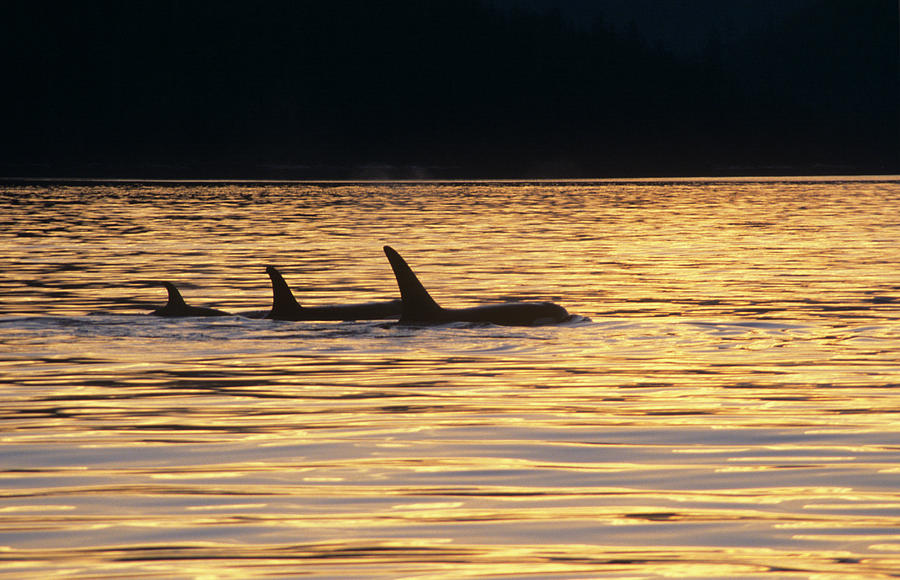 Wildlife Photograph - Killer Whales Fins by Christopher Swann/science Photo Library