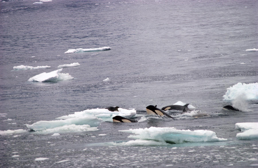 Killer Whales Hunting Seal Photograph by Robert Hernandez