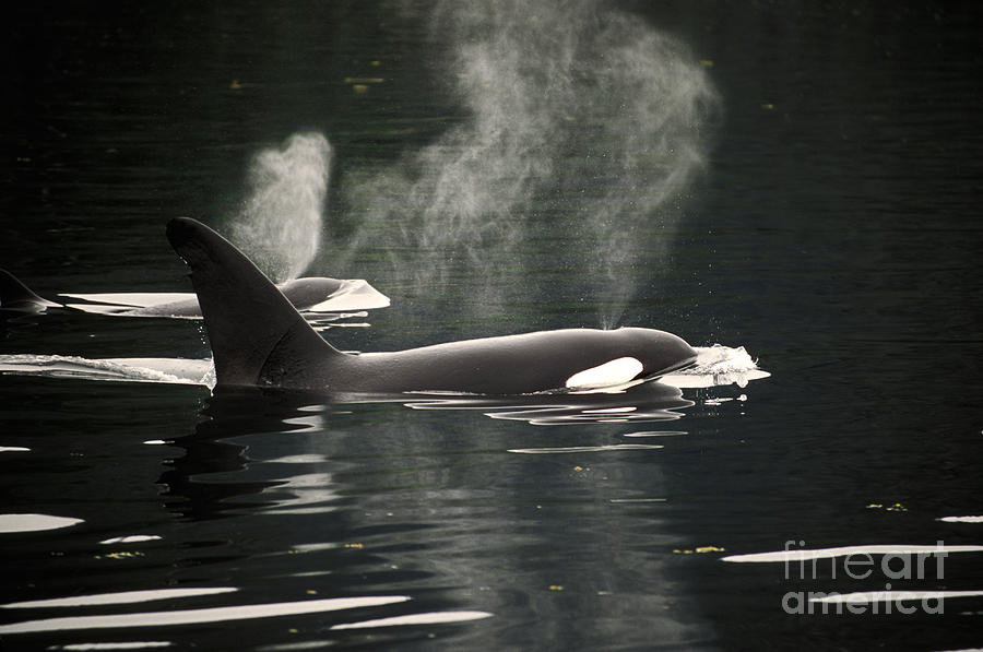 Killer Whales Photograph by Ron Sanford