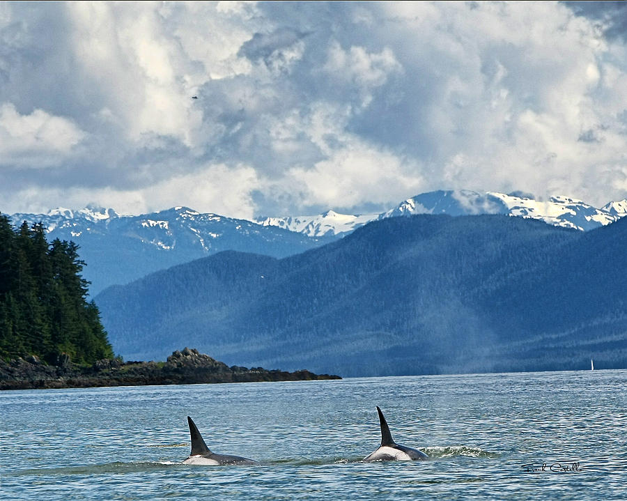 Killer Whales Photograph - Killers by Frank Costello