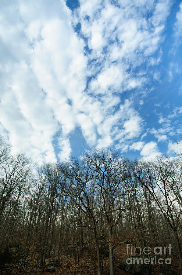 Winter Forest - Killingworth Skies Photograph by JG Coleman