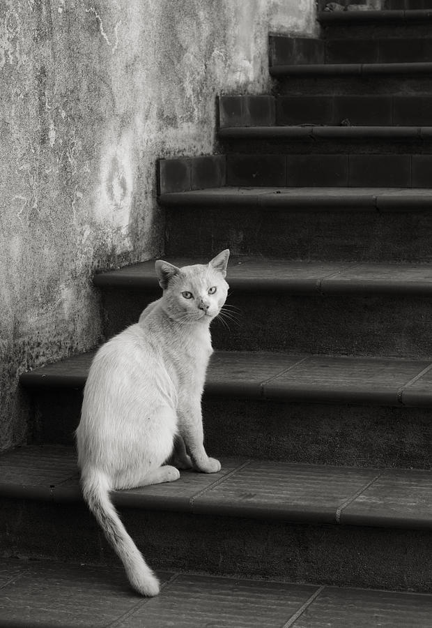 Black And White Photograph - Kimba by Laura Melis