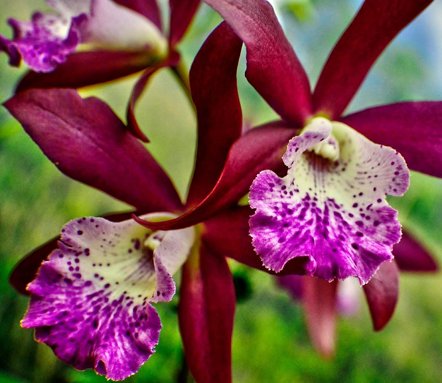 Kimball Orchids Photograph by Jody Lane