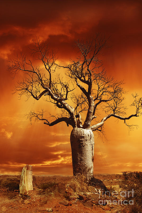 Tree Photograph - Kimberley Dreaming by Linda Lees