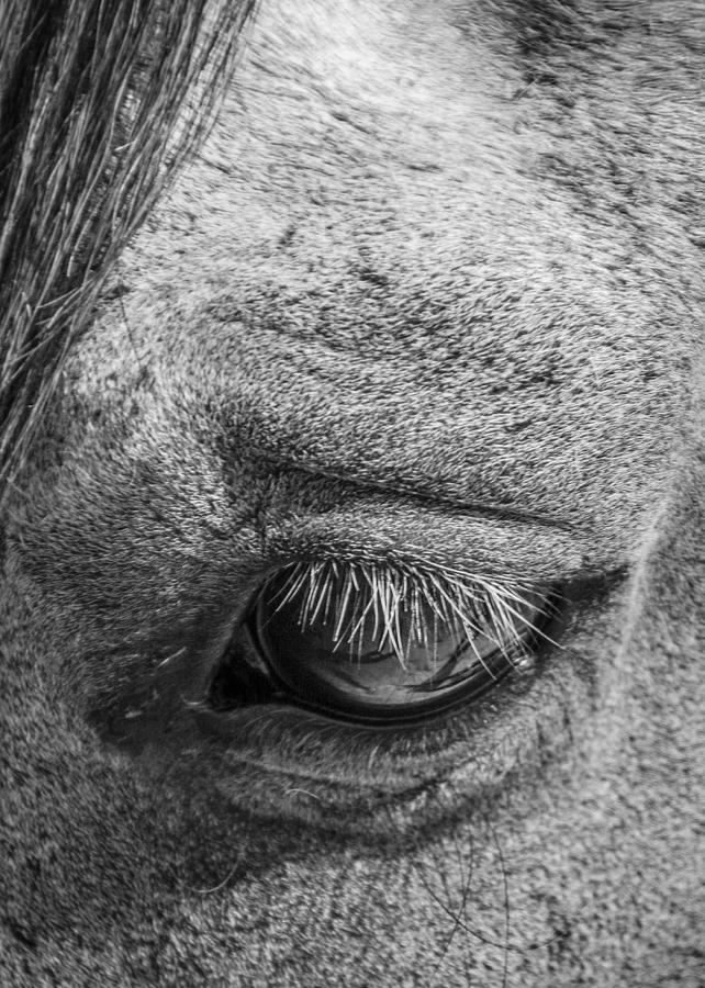 Horse Photograph - Kind Eye by Dianne Arrigoni