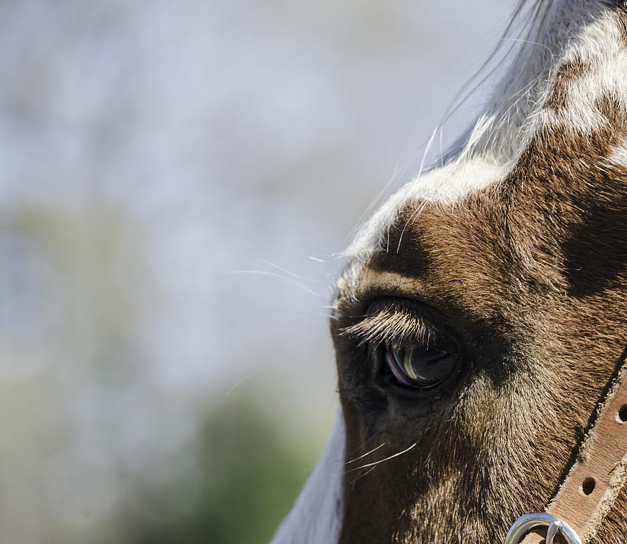 Horse Photograph - Kind Eyes by Phil And Karen Rispin