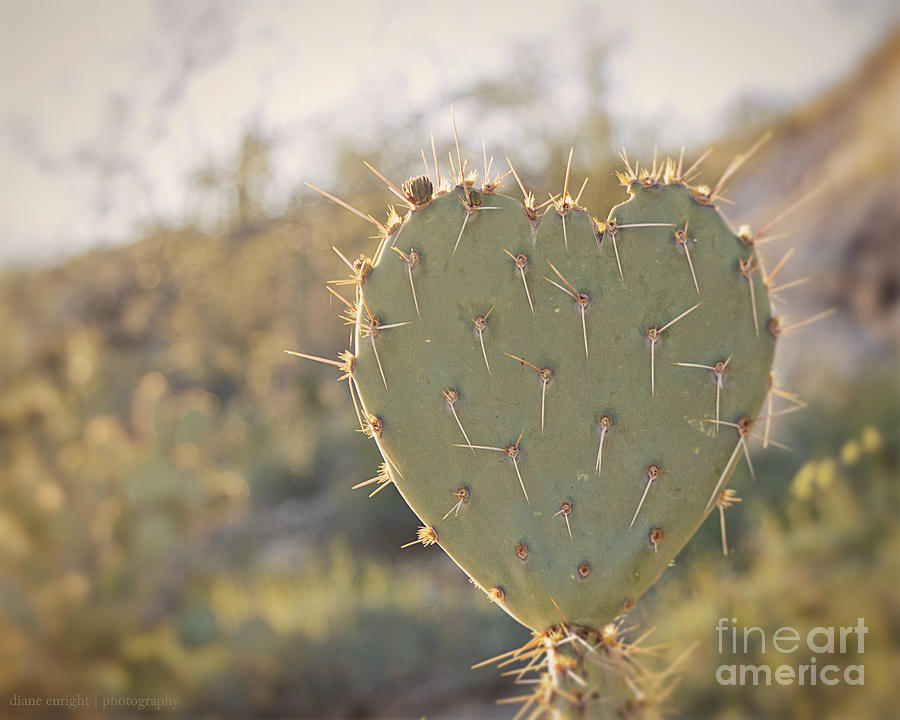 Kinda Heart Cactus Photograph by Diane Enright