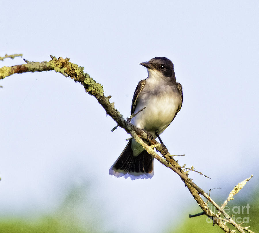 Kindbird Photograph by Jan Killian