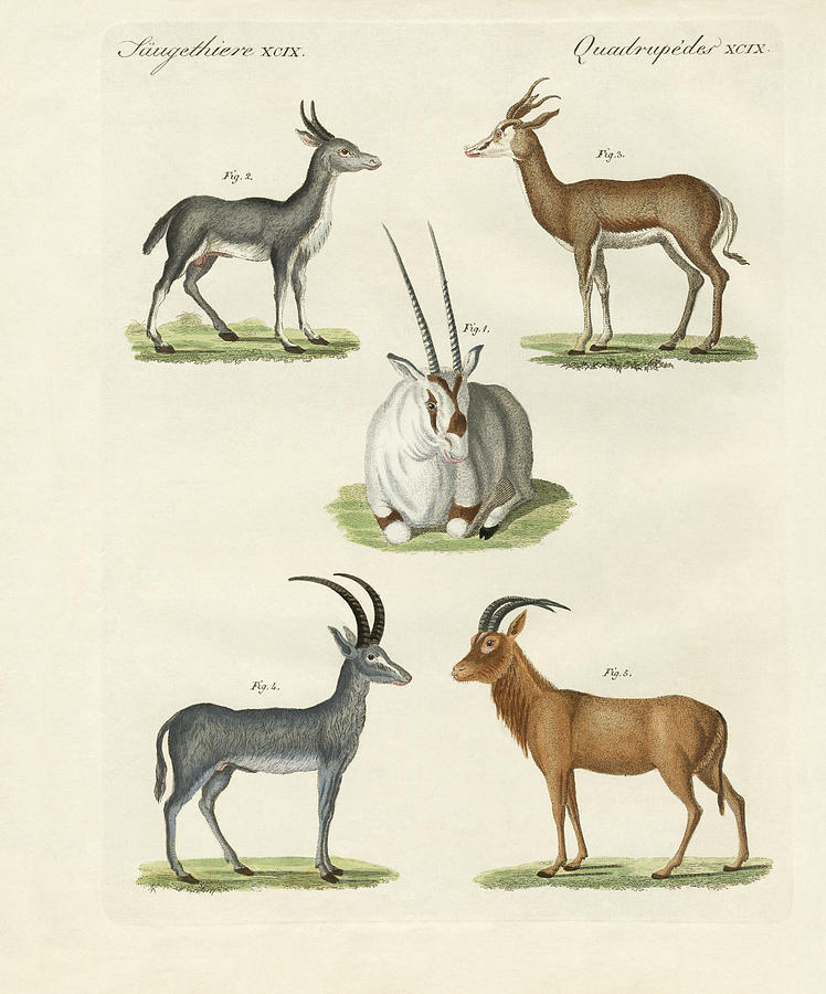 Kinds of antilopes Drawing by Splendid Art Prints | Fine Art America