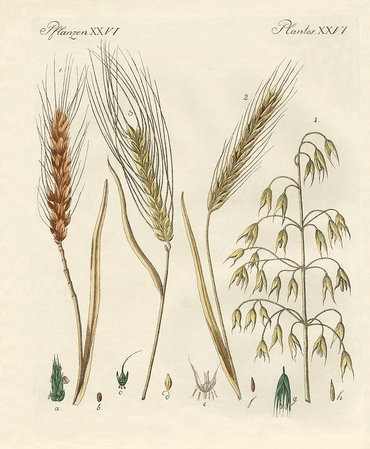 Wheat Ear Handmade vector illustration, sketch.... - Stock Illustration  [74488477] - PIXTA
