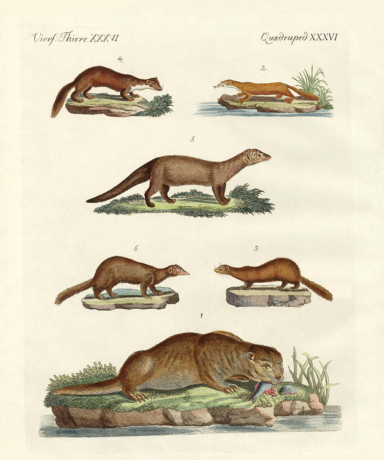 Mammal Drawing - Kinds of otters and marten by Splendid Art Prints