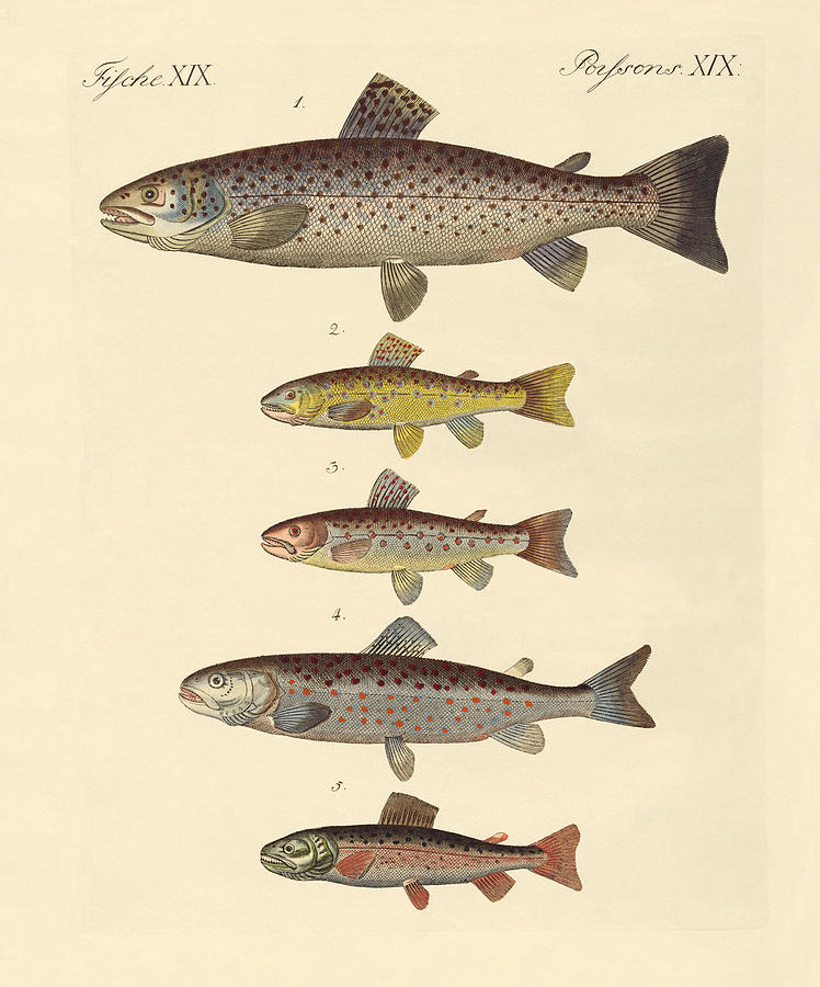 Kinds of trouts Drawing by Splendid Art Prints - Fine Art America