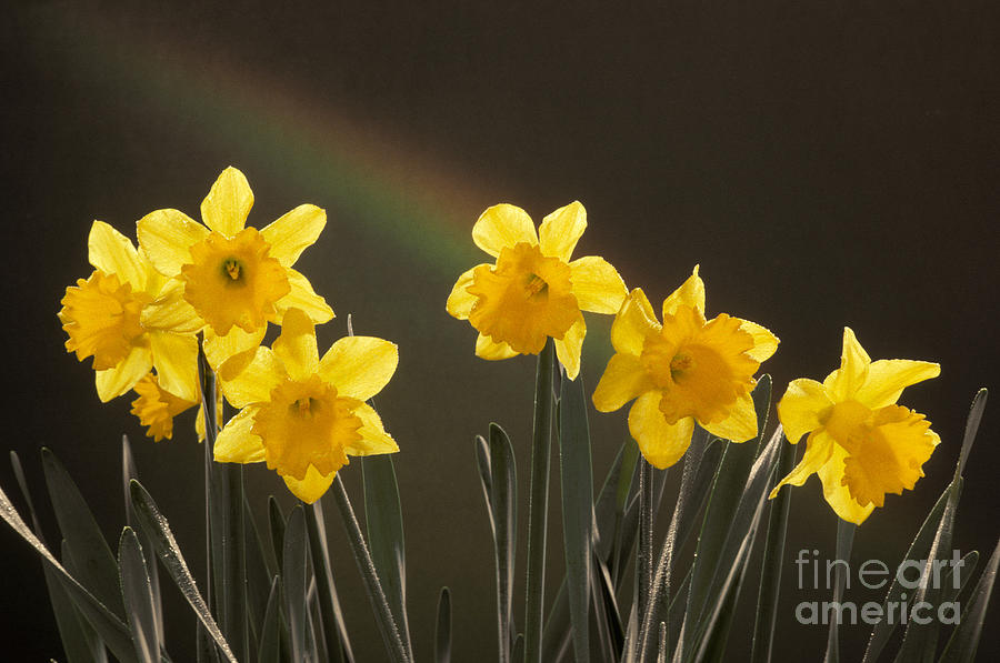 King Alfred Daffodils Photograph by Ron Sanford