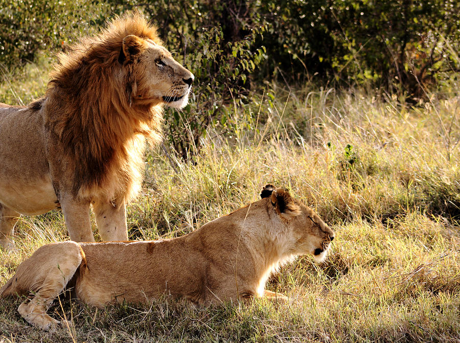 King and queen of the Serengeti Photograph by Mauverneen Zufa Blevins ...