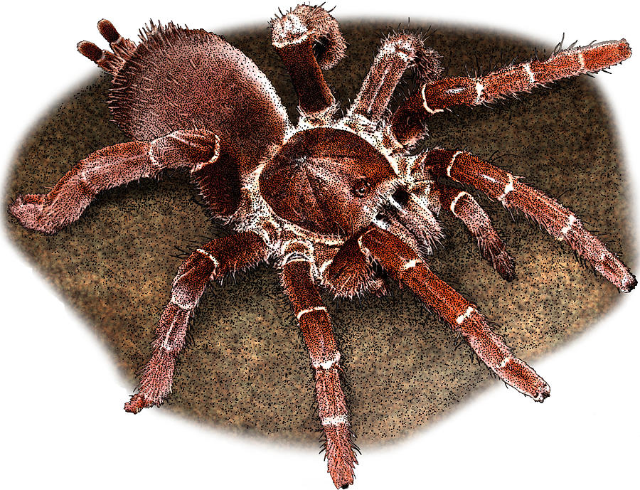 King Baboon Spider, P. Muticus Photograph by Roger Hall