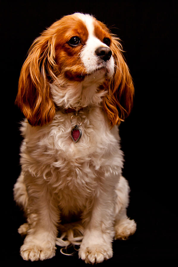 King Charles Caviler Spaniel Photograph by Marvin Mast