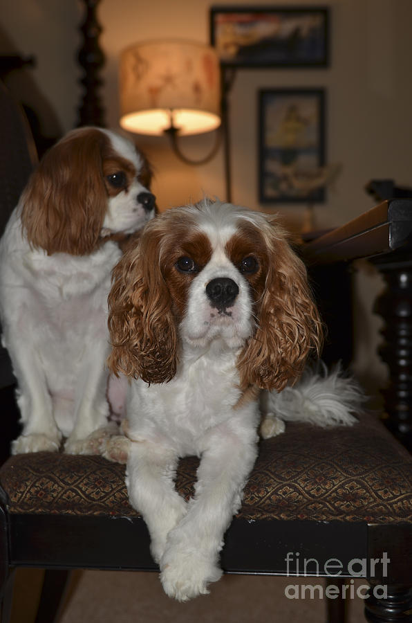King Charles Dogs Photograph by Dale Powell