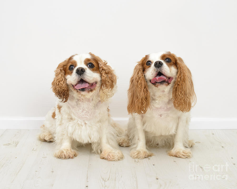 Dog Photograph - King Charles Spaniel Dogs by Amanda Elwell