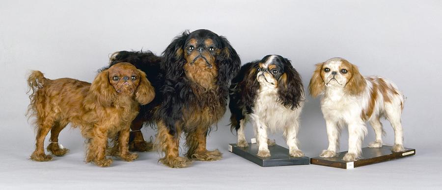 stuffed king charles spaniel