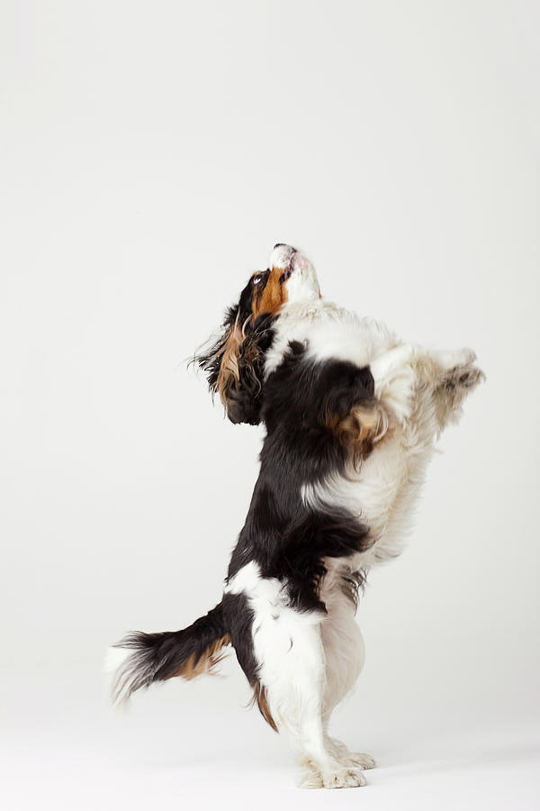 King Charles Terrier Standing On Hind Photograph by Compassionate Eye Foundation/david Leahy