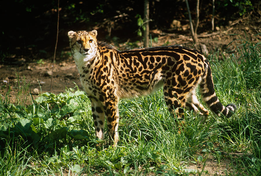 King Cheetah Photograph by G Ronald Austing