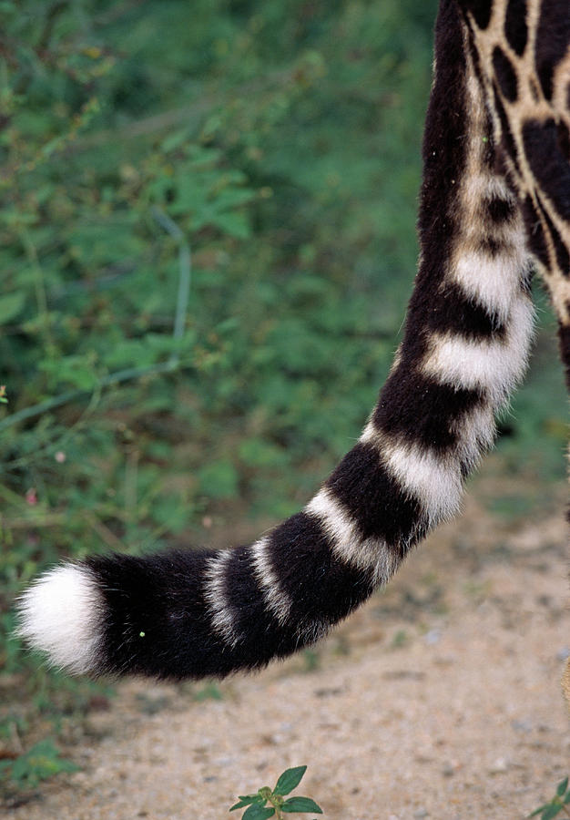 Cheetah Tail