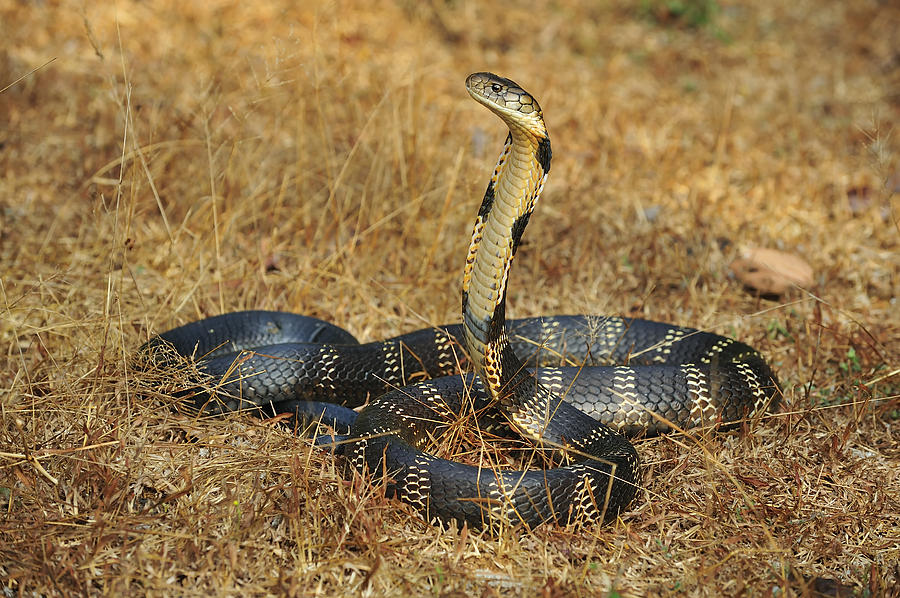Adult Photograph - King Cobra Agumbe Rainforest India by Thomas Marent