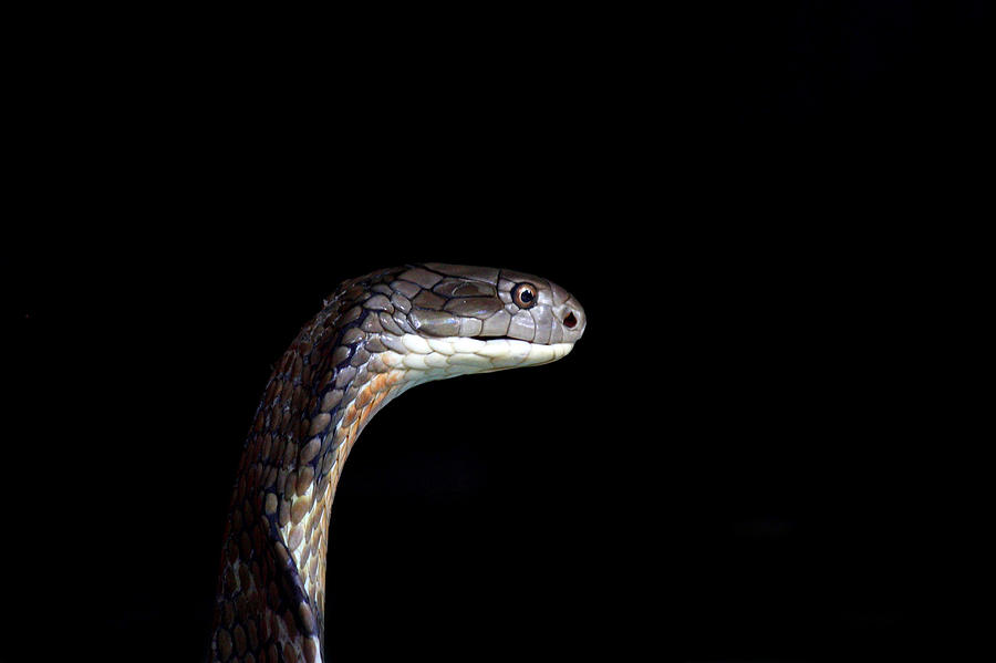 King Cobra Photograph by Atul Tater