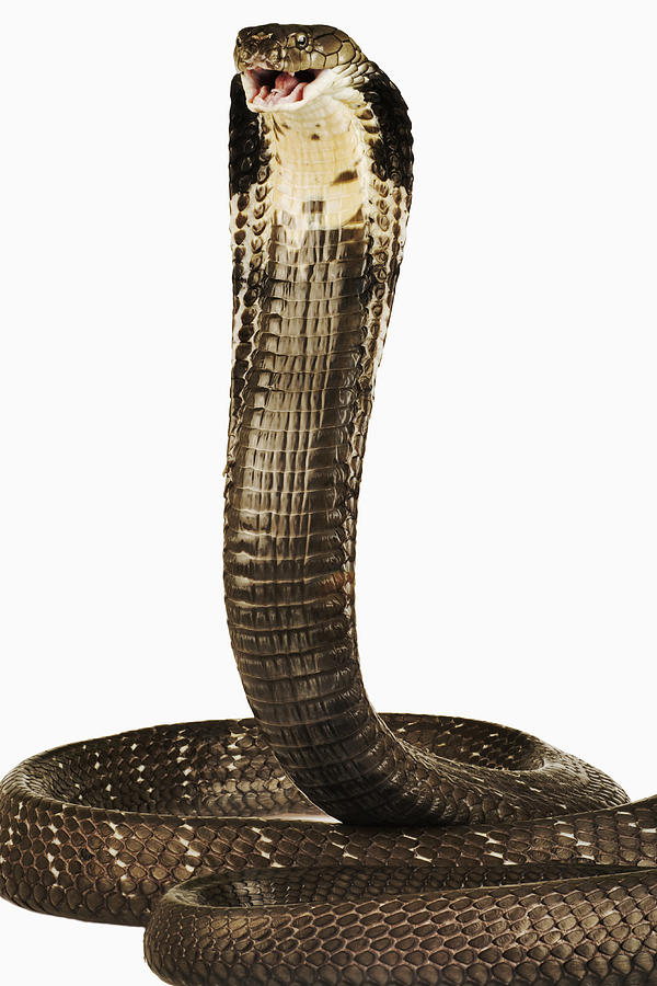 King Cobra  Photograph by Martin Harvey