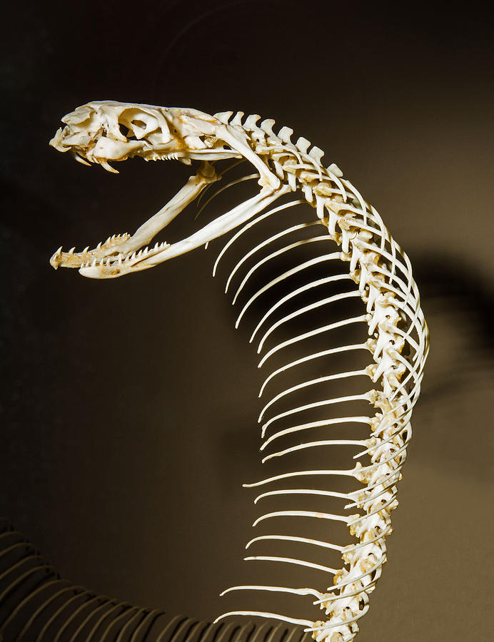 King Cobra Snake Skeleton Photograph by Millard H. Sharp