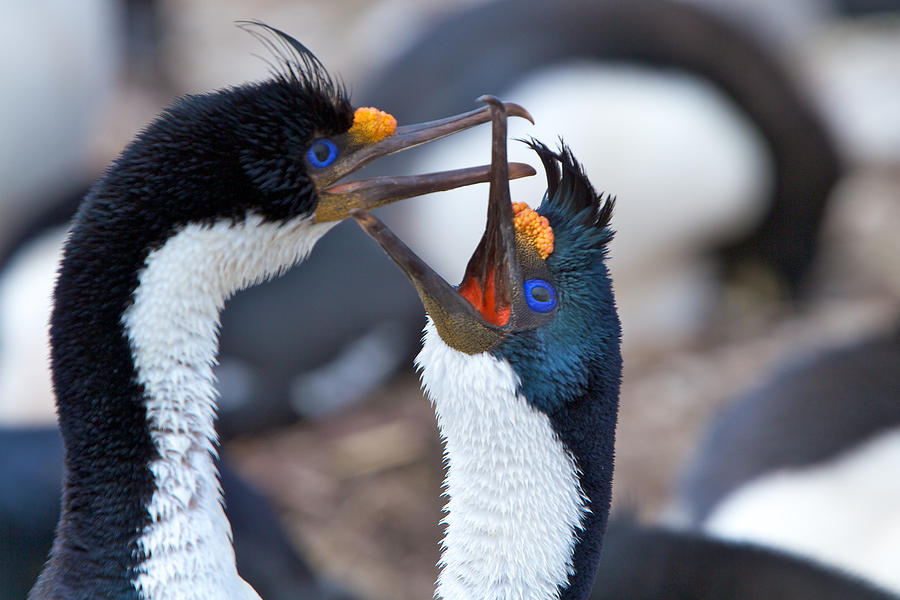 King Cormorants Photograph by David Beebe