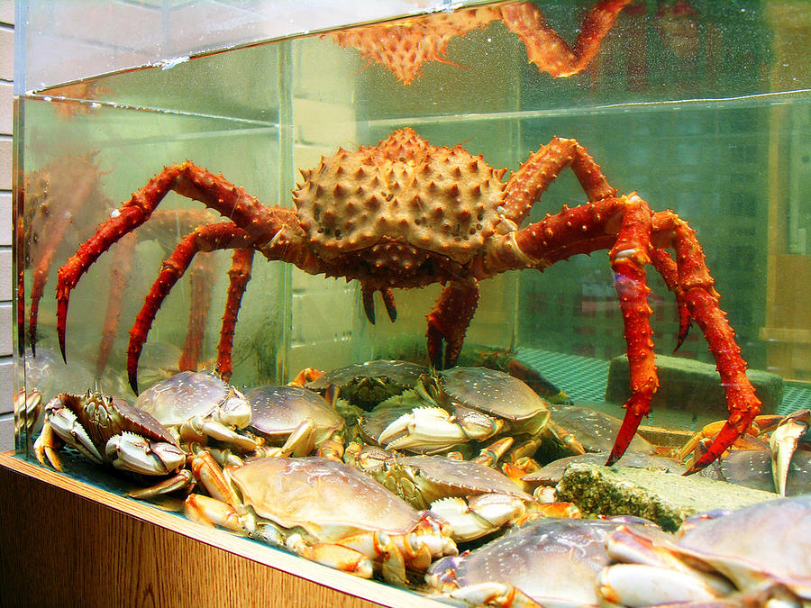 jellycat crab large