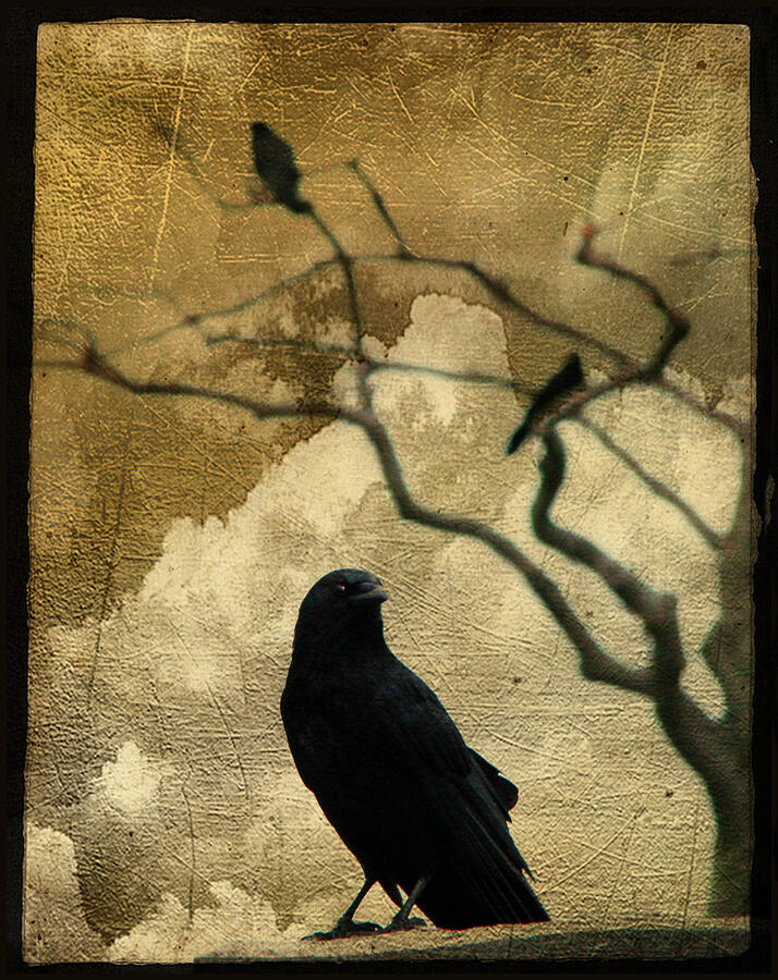 King Crow Photograph by Gothicrow Images - Fine Art America