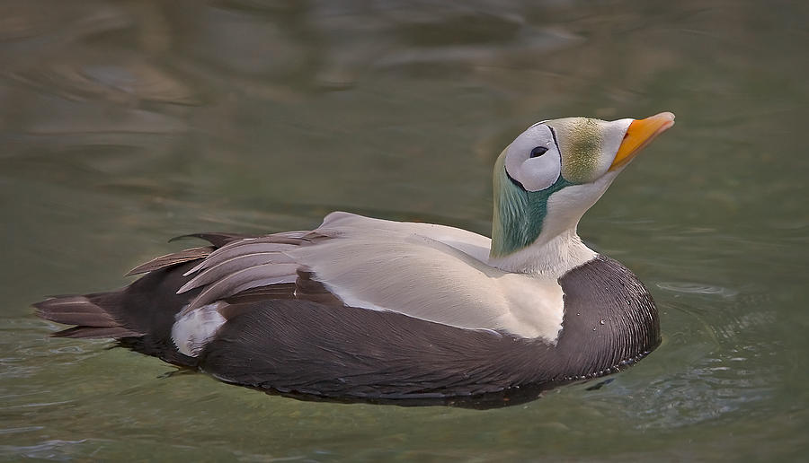 King Eider Duck Photograph by Susan Candelario