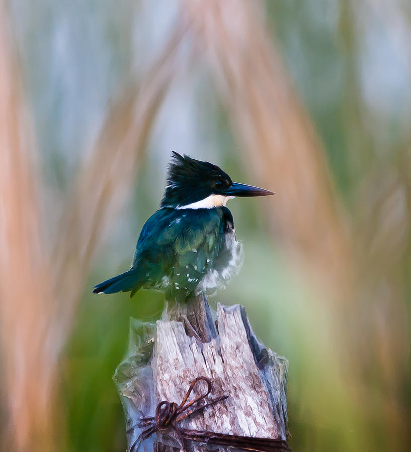 Bird Photograph - King Fish by Carlos V Bidart