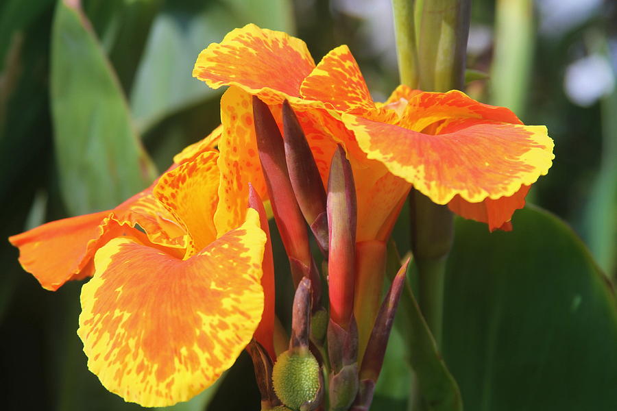 Lily Photograph - King Humbert Canna Lilies 3 by Cathy Lindsey