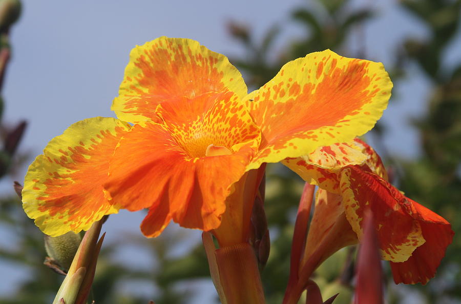 Lily Photograph - King Humbert Canna Lilies 4 by Cathy Lindsey