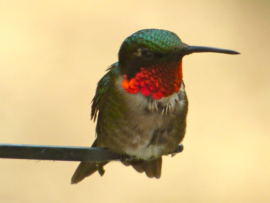 King Hummer Photograph by Jean Wright