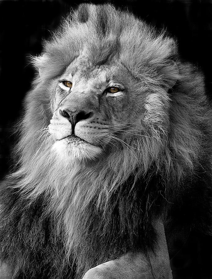 King Photograph by Marty Maynard - Fine Art America