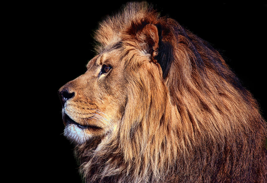 Wildlife Photograph - King of Beast by Marcia Colelli