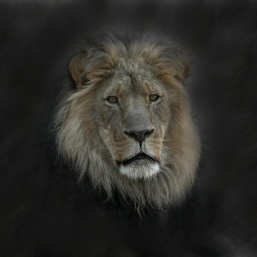 Lion Photograph - King of Beasts Portrait by Ernest Echols