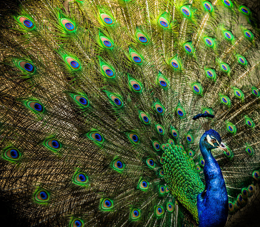 Peacock Photograph - KING of BIRDS by Karen Wiles